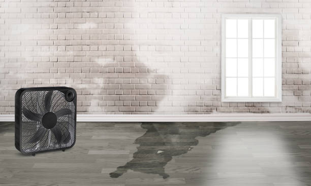 Best Flood damage cleanup  in Highlands, NJ